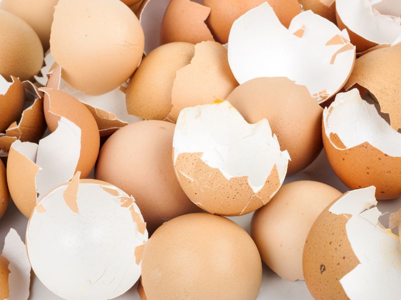 Màng vỏ trứng là dưỡng chất quý giá tăng sự chắc khỏe cho hệ thống gân cơ ở khớp